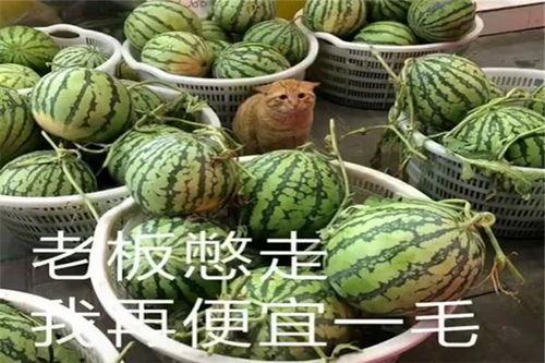 伦敦吃瓜网红是哪里人呀,他/她究竟来自何方? 第2张 伦敦吃瓜网红是哪里人呀,他/她究竟来自何方? 第2张